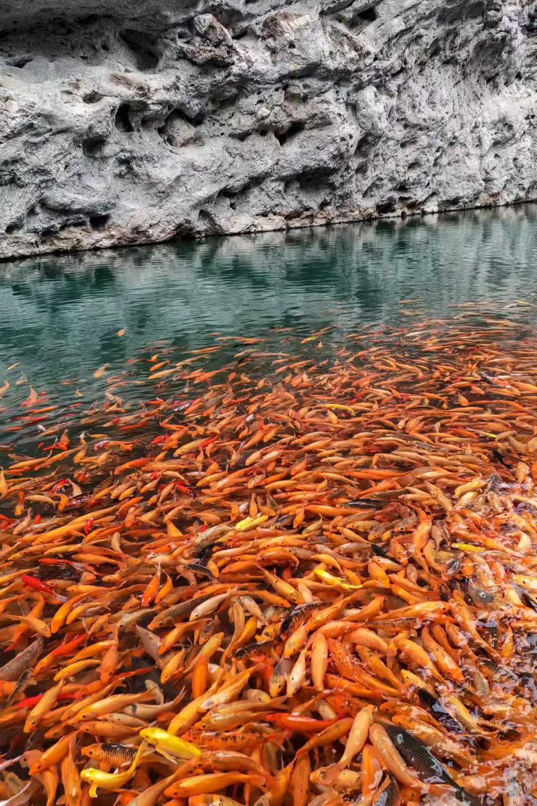 陶公洞放生池